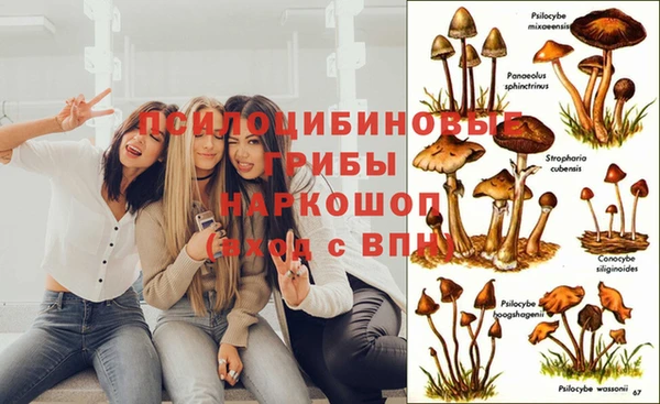 прущие грибы Вязьма